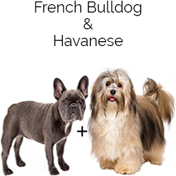 Frenchnese Dog